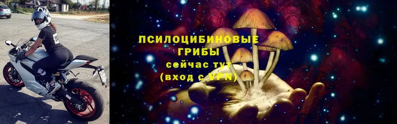 Псилоцибиновые грибы Cubensis  Данков 